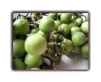 Baby Aubergines Thaïlandaises