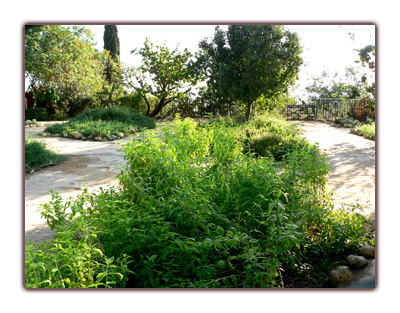 Jardin d'herbes arômatiques