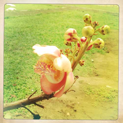 Fleur au Wat Chiang Man